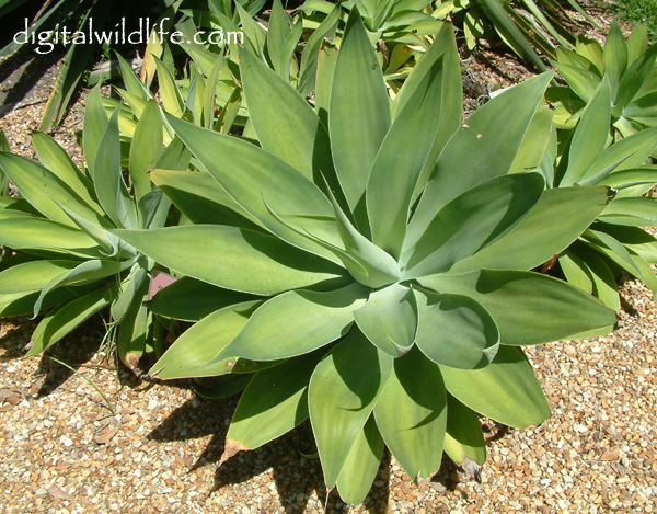 Agave Foxtail