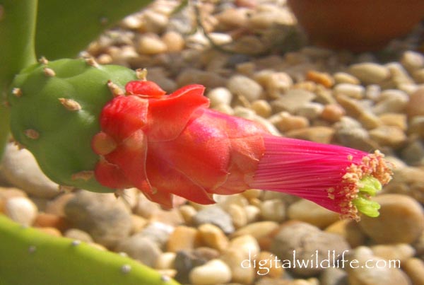 Opuntia cochenillifera
                        Pricklypear Flower