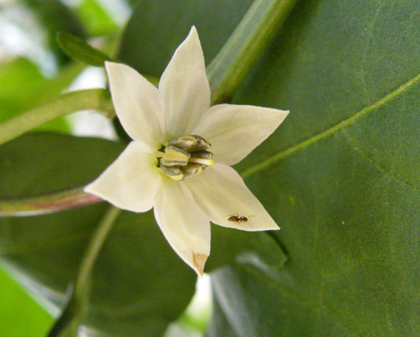 Tam Jalapeno Flower