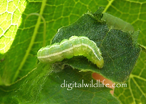 Cucumber Moth Caterpillar