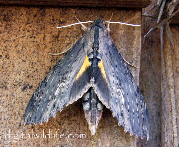 Erinnyis alope Hawk Moth