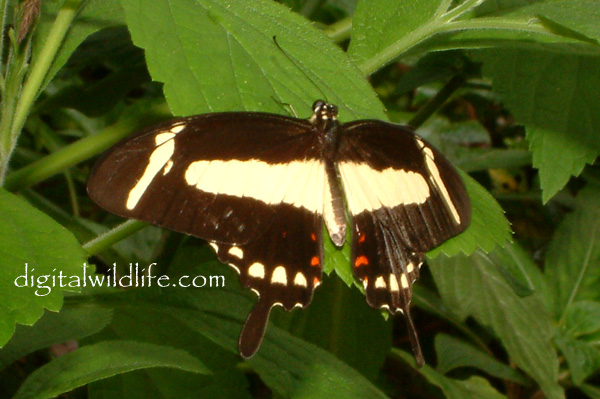 Papilio torquatus Swallowtail Butterfly