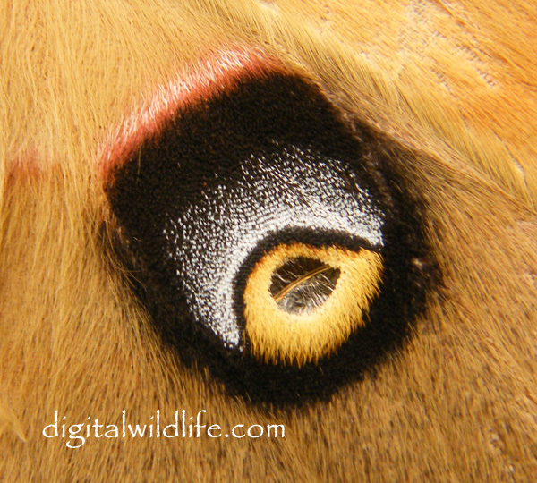 Polyphemus Moth Eye Spot.