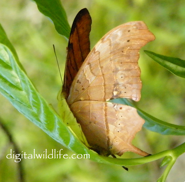 Ruddy daggerwing Butterfly