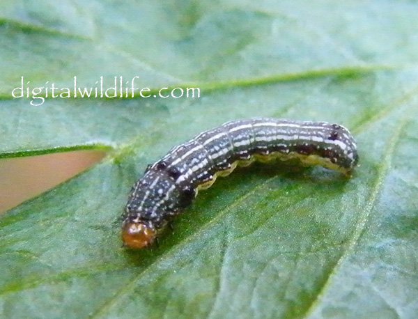 Southern Armyworm  Caterpillar