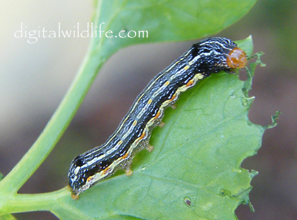Southern Armyworm  Caterpillar