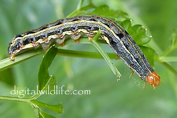 Southern Armyworm