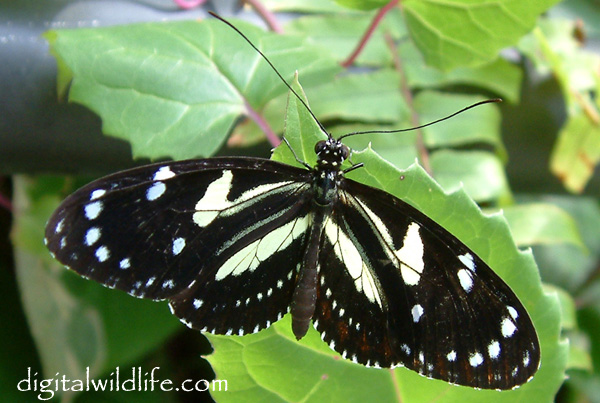 Heliconius atthis Butterfly