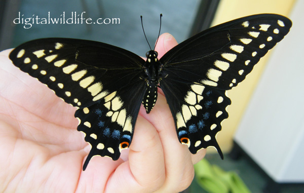 Eastern Black Swallowtail Male Butterfly