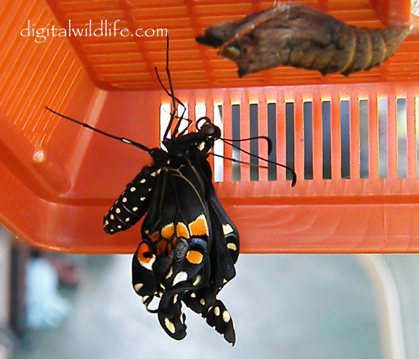 Black Swallowtail Pupa