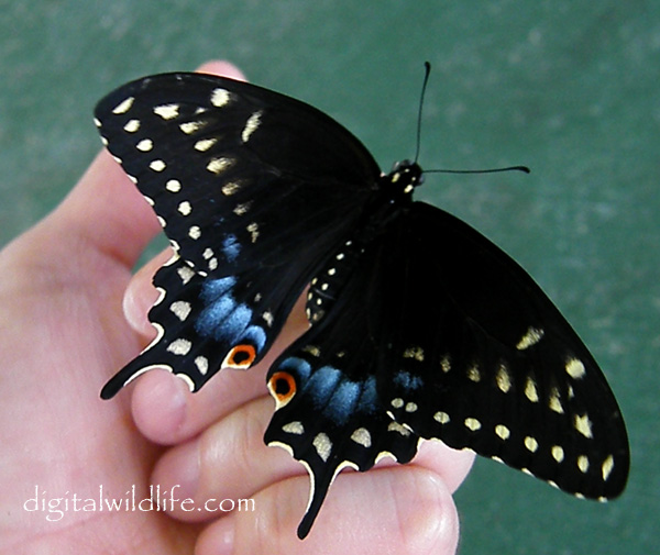 Eastern Black Swallowtail Female Butterfly