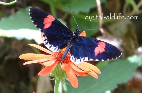 Heliconius erato cyrbia Butterfly