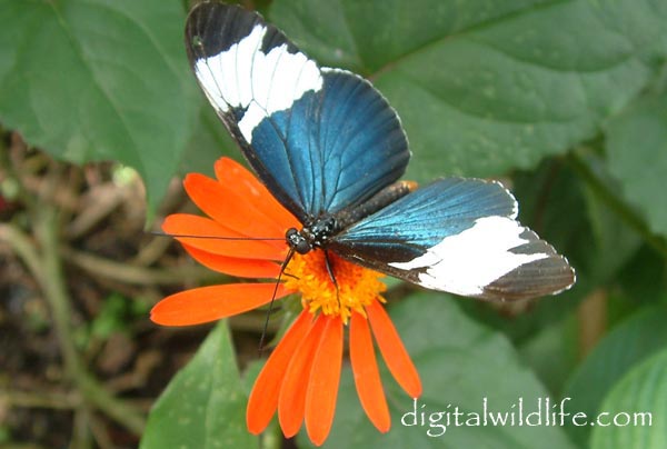Heliconius sapho Butterfly
