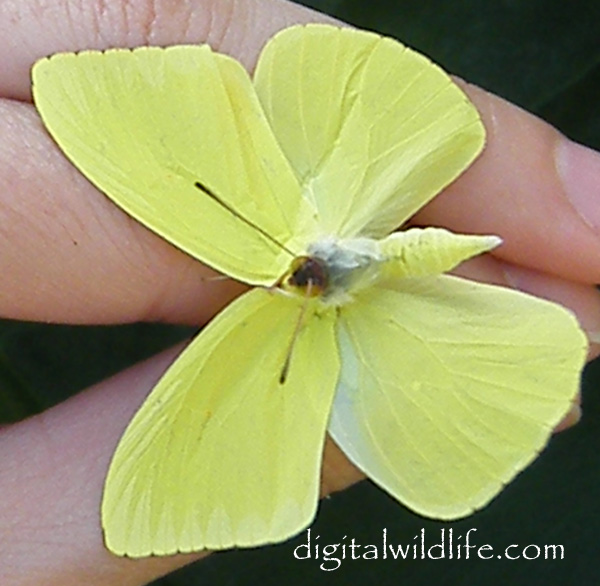 Cloudless Sulphur Male Butterfly