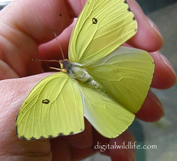 Cloudless Sulphur Butterfly Female