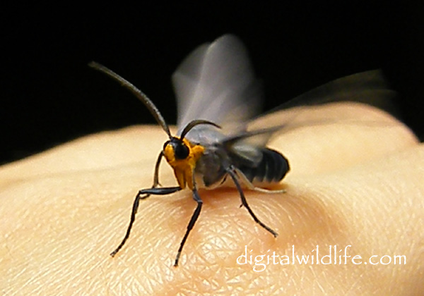 Edwards Wasp Moth 