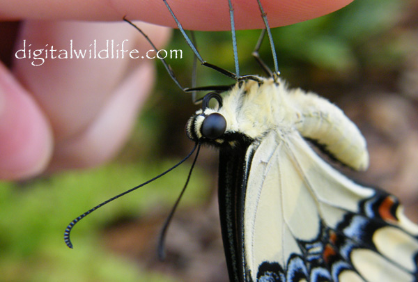 Giant Swallowtail Butterfly