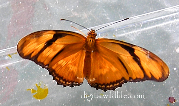 Julia Butterfly 
