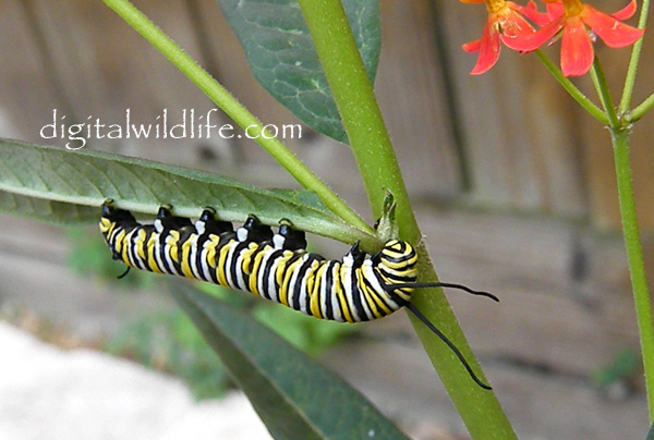 Monarch Butterfly Caterpilla