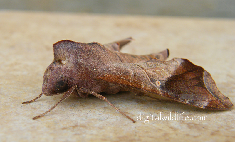 Mournful Sphinx Moth