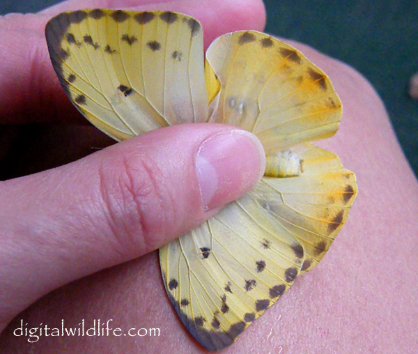 Orange Barred Sulphur Butterfly Female