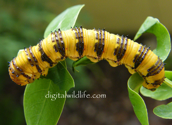 Orange Barred Sulphur Caterpillar Male