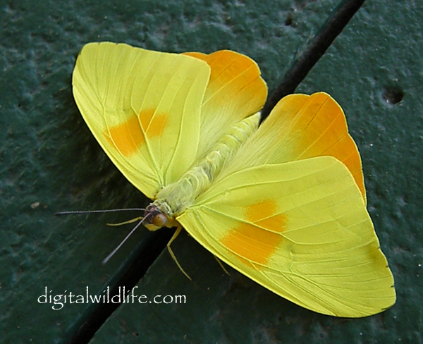 Orange Barred Sulphur Male Butterfly