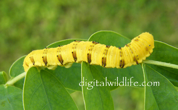 Orange Barred Sulphur Caterpillar Winter Form Female