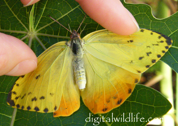 Orange Barred Sulphur Female Butterfly