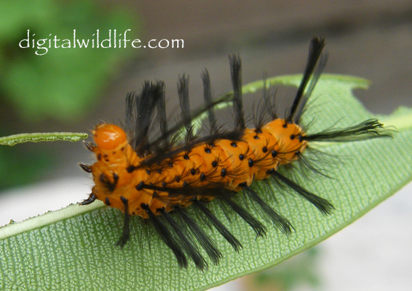 Polka Dot Wasp Moth Caterpillar