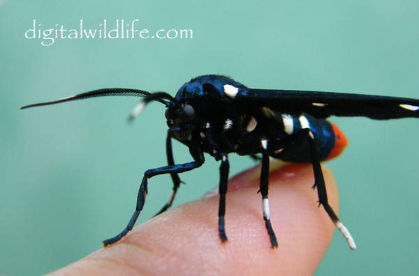 Polka Dot Wasp Moth