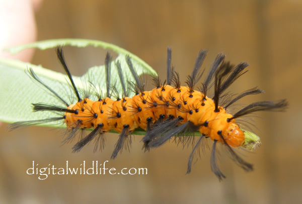 Polka Dot Wasp Moth Caterpillar