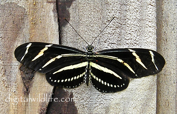 Zebra Longwing Butterfly 