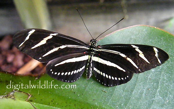 Zebra Longwing Butterfly 