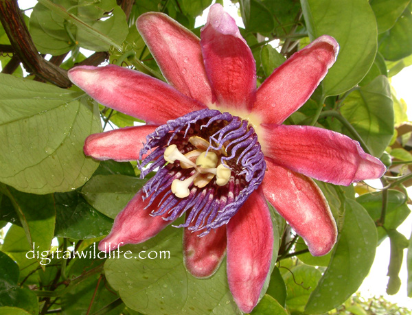 Passiflora alata