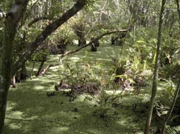 Duckweed Covered Swamp 
