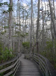 Pond Cypress Swamp 
